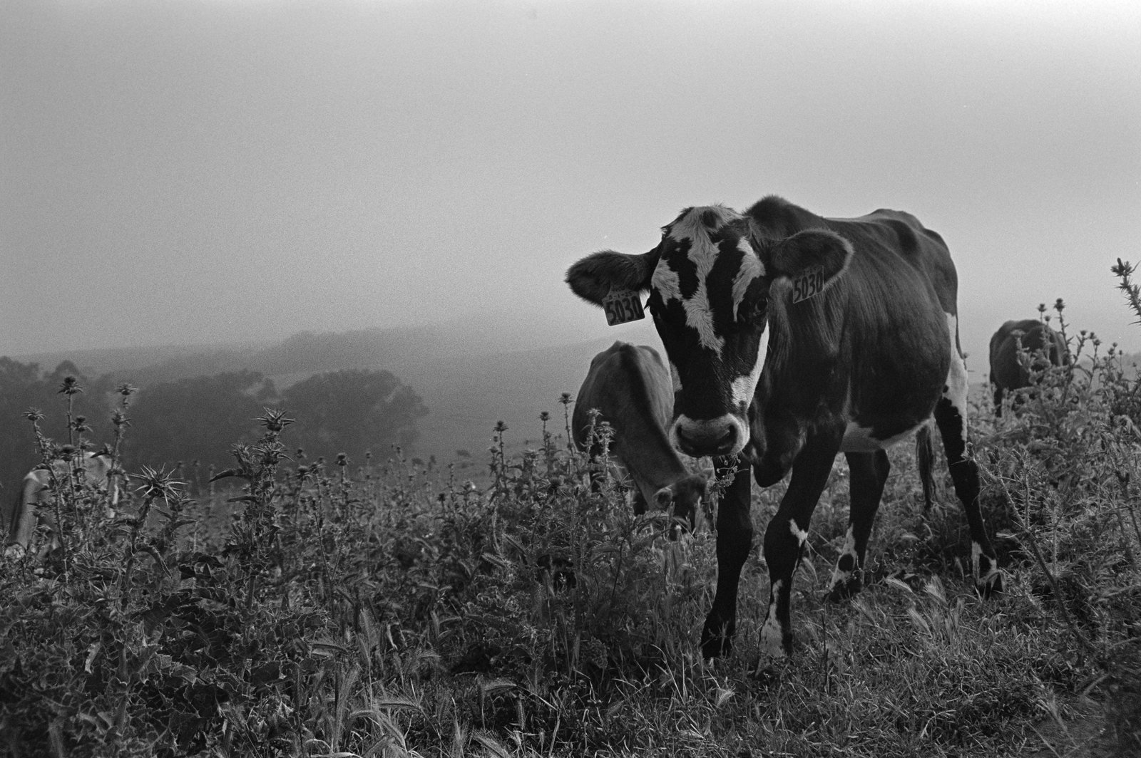 Strauss, black and white photograph by Corinna Frankel