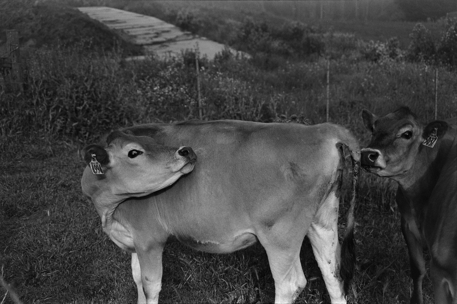 Up North, black and white photograph by Corinna Frankel