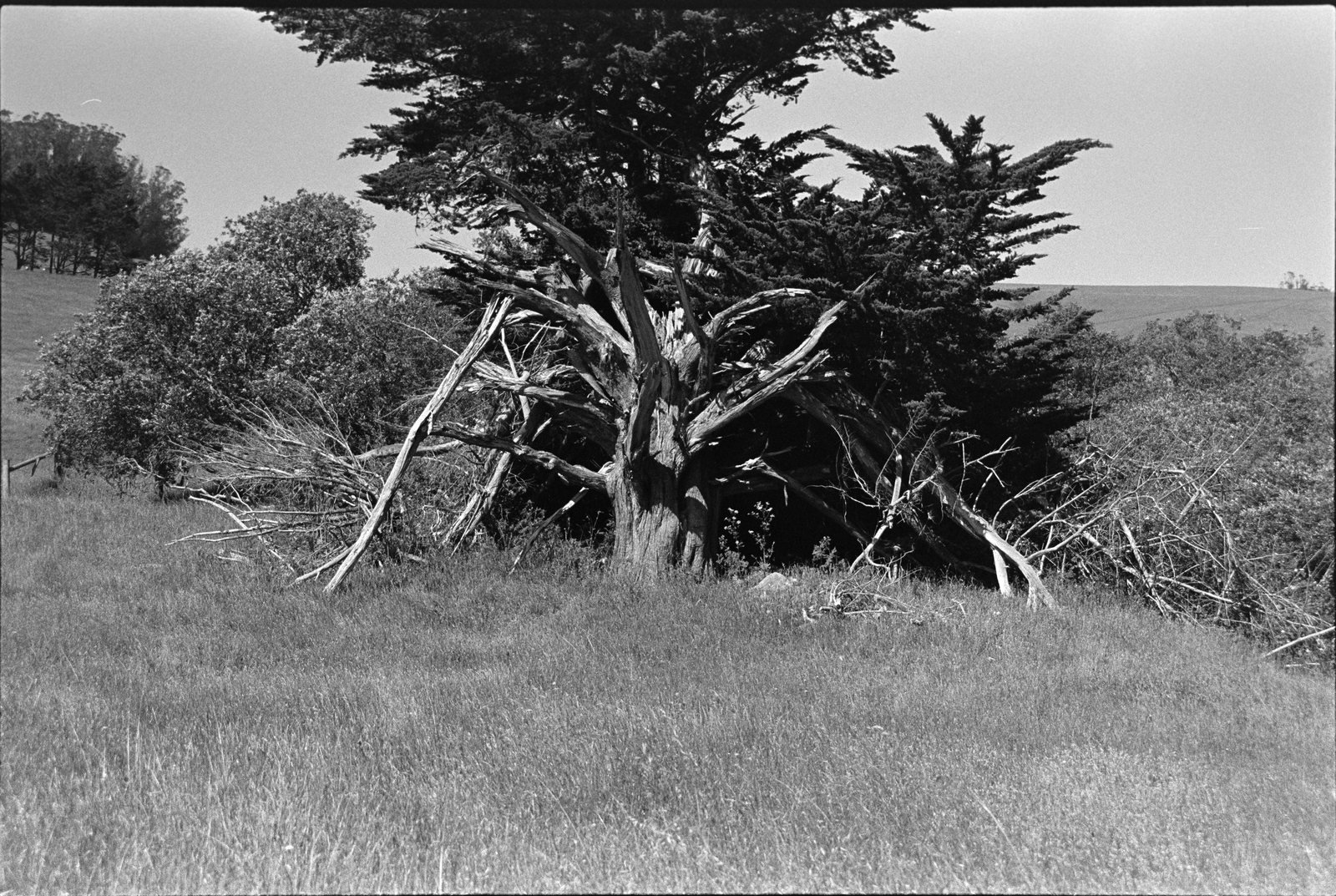Below Branches, black and white photograph by Corinna Frankel