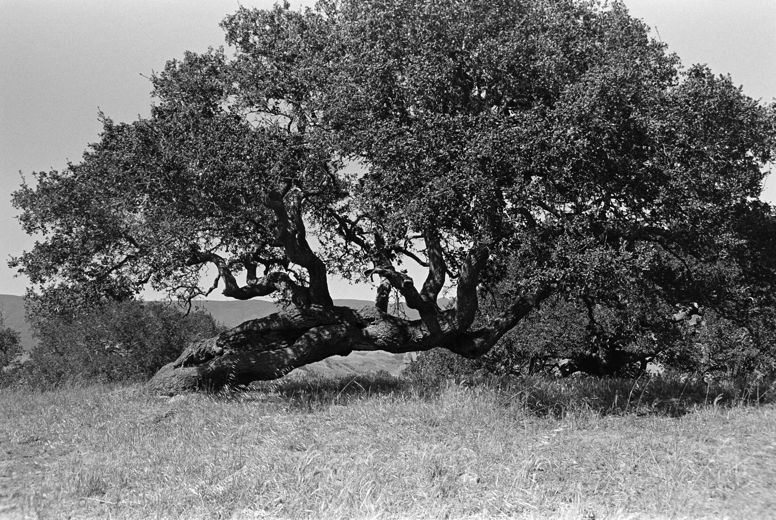 Falcon, black and white photograph by Corinna Frankel