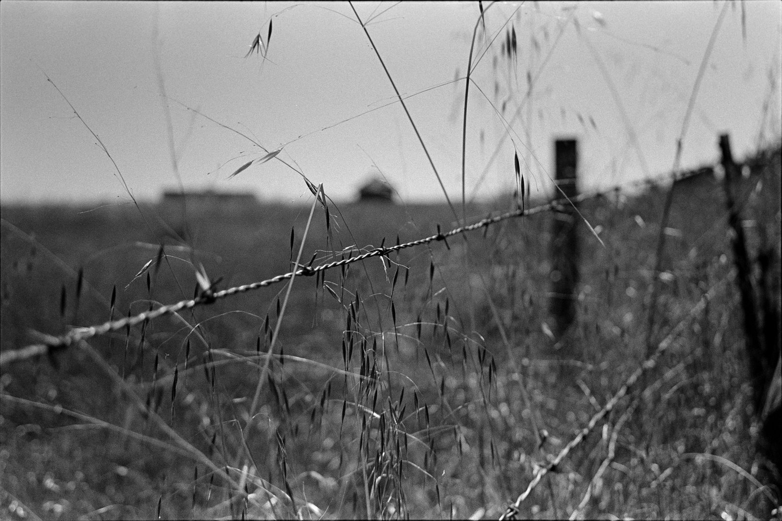 Barbed wire fence through tall grass, black and white