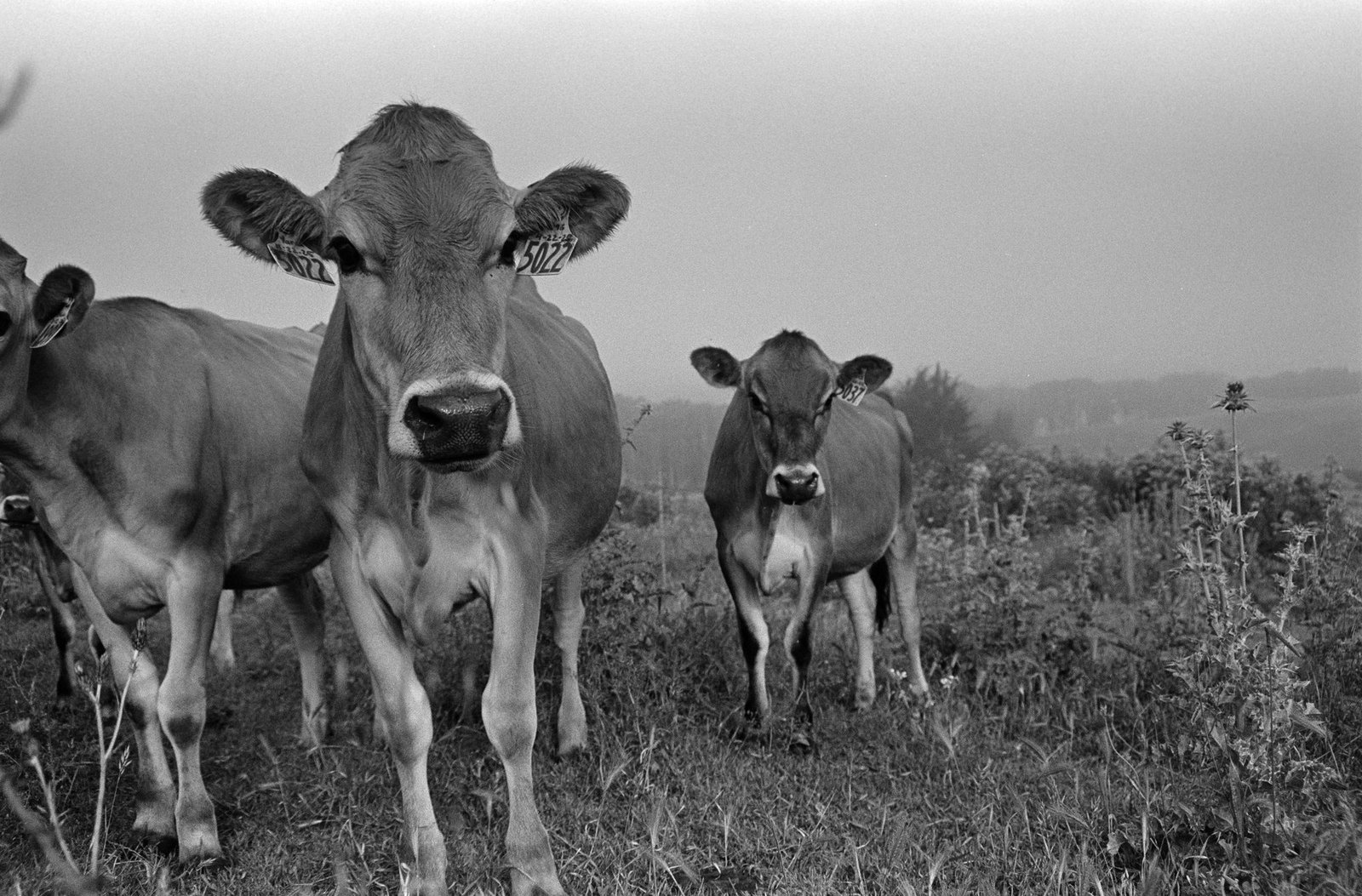 Black and white photograph by Corinna Frankel